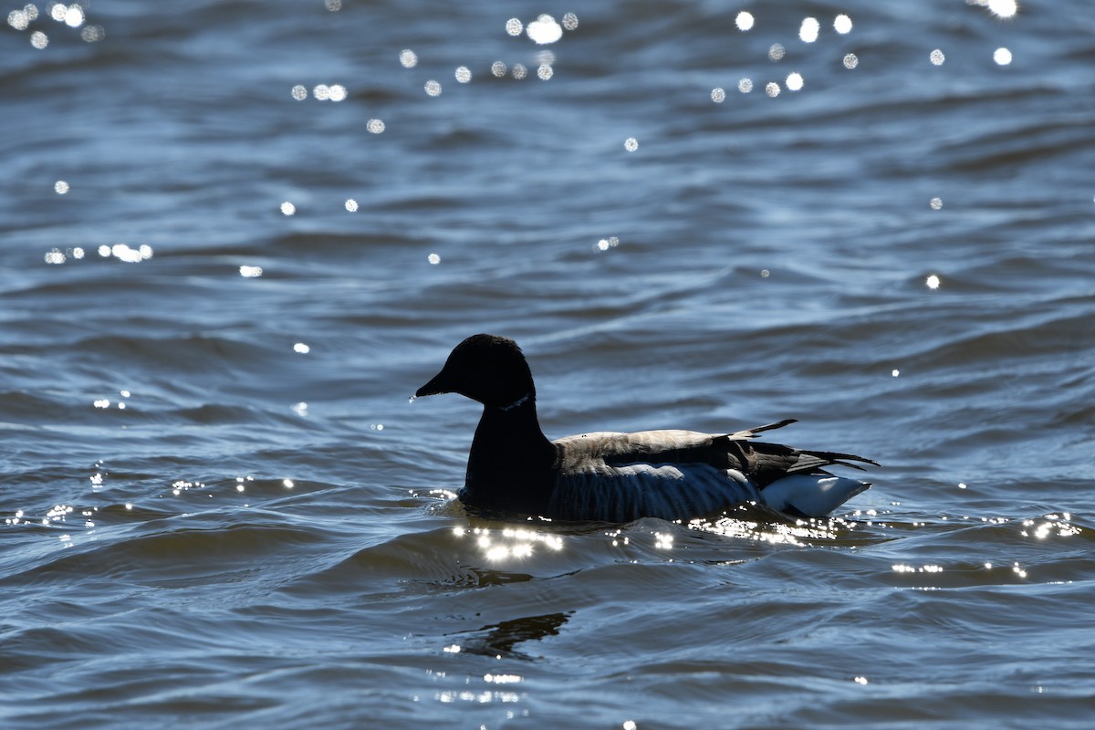 Branta musubeltza - ML632996494