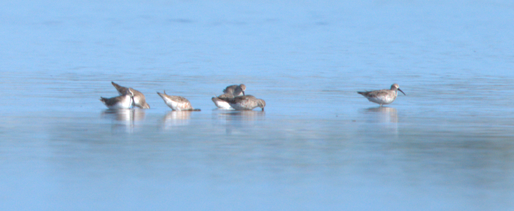 Curlew Sandpiper - ML632996563