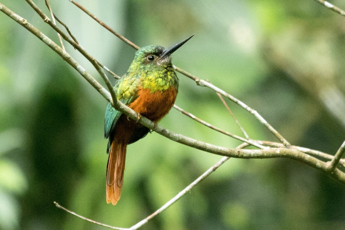 Bluish-fronted Jacamar - Michael Hooper