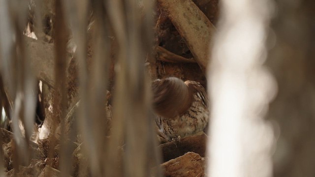 Eastern Screech-Owl - ML632996754
