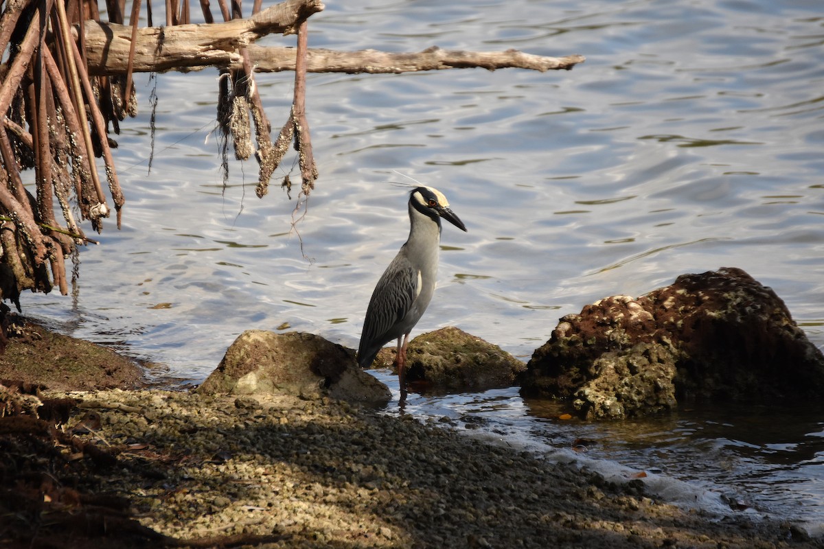 Yellow-crowned Night Heron - ML632996797