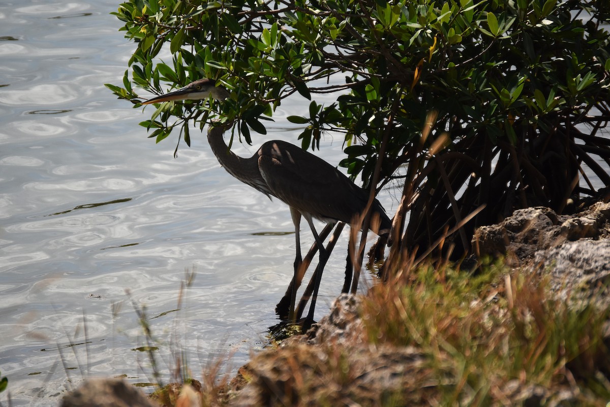 Great Blue Heron - ML632996802