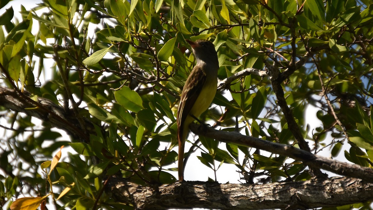 Great Crested Flycatcher - ML632996818
