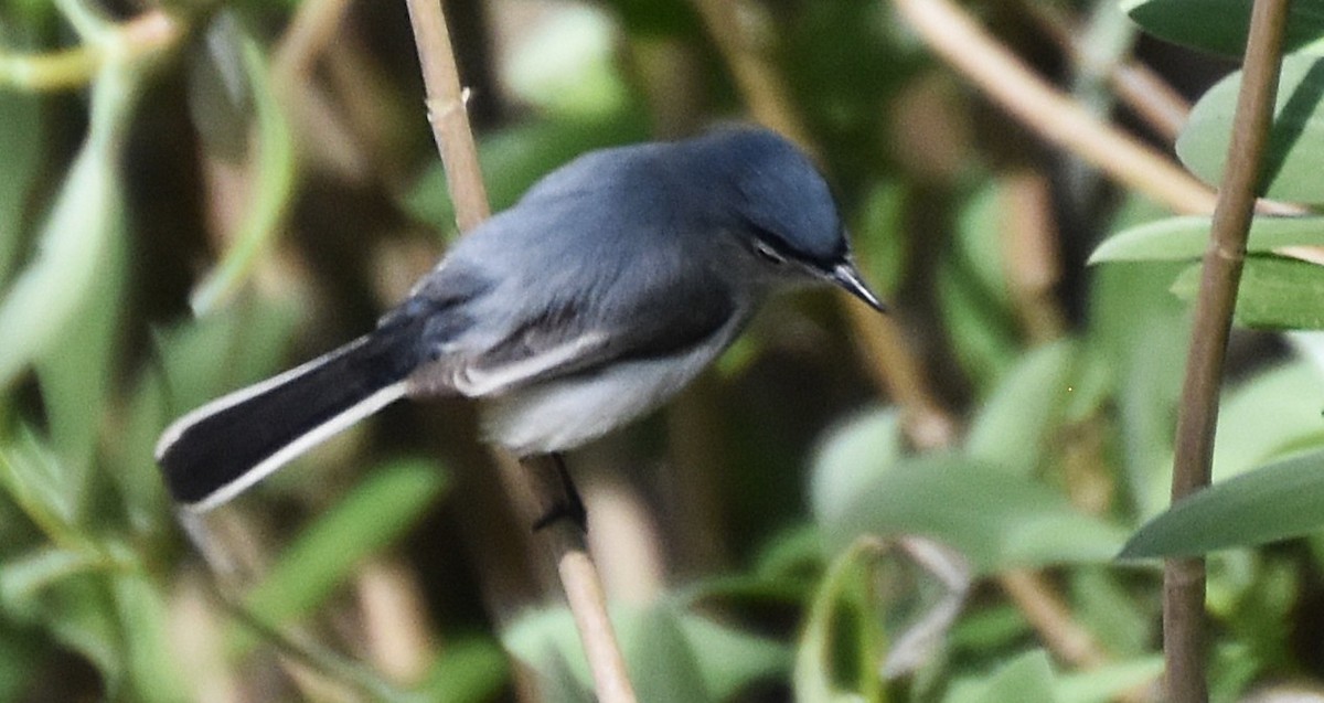 Blue-gray Gnatcatcher - ML632996850