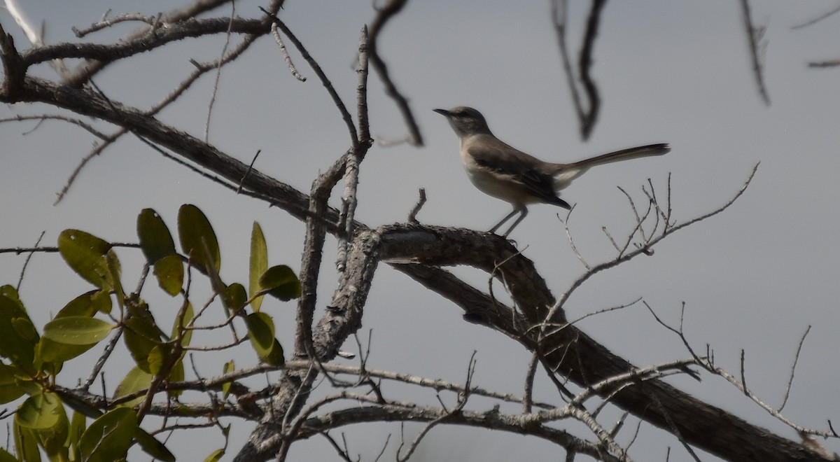 Northern Mockingbird - ML632996858