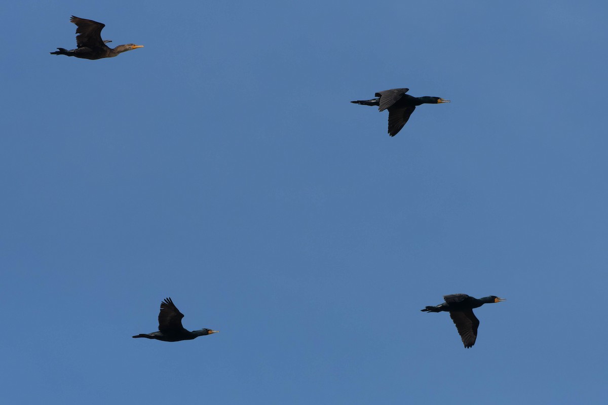 Double-crested Cormorant - ML632996873