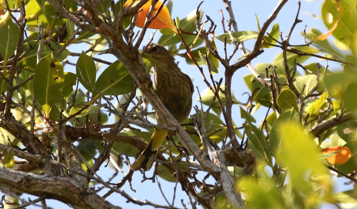 Palm Warbler - ML632996911