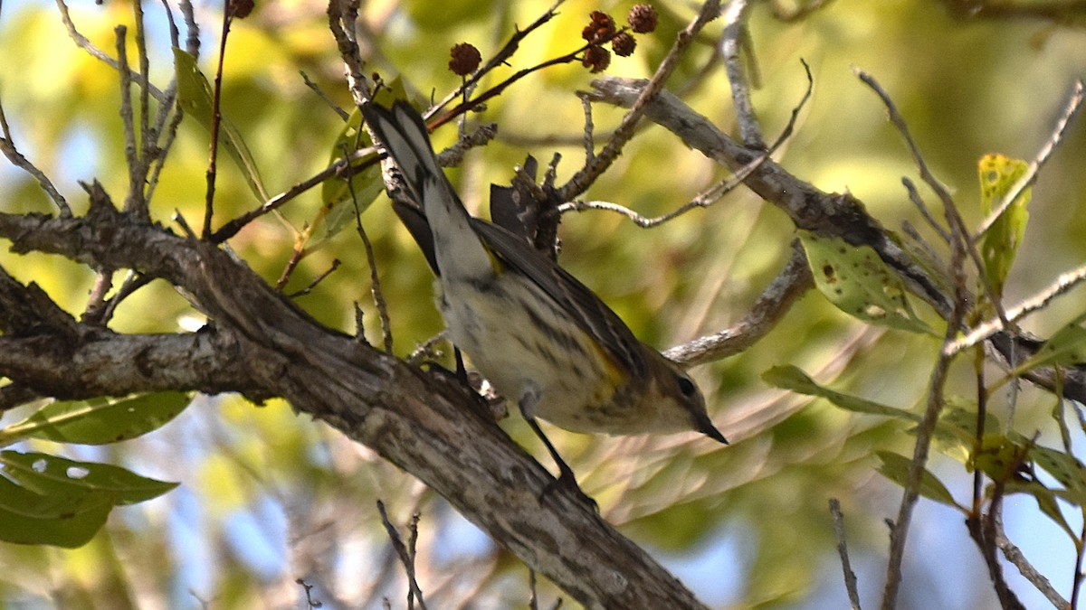 Yellow-rumped Warbler - ML632996926