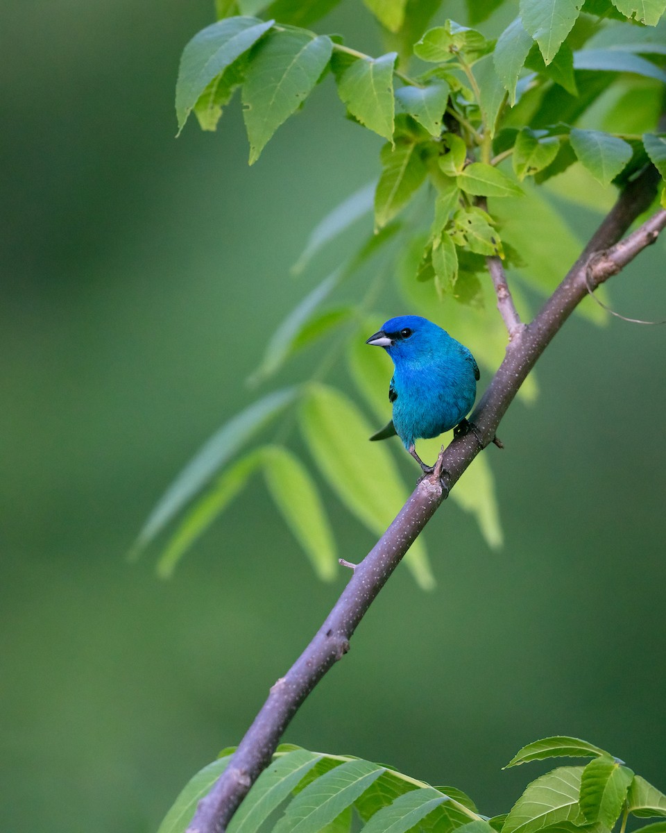 Indigo Bunting - ML632996993