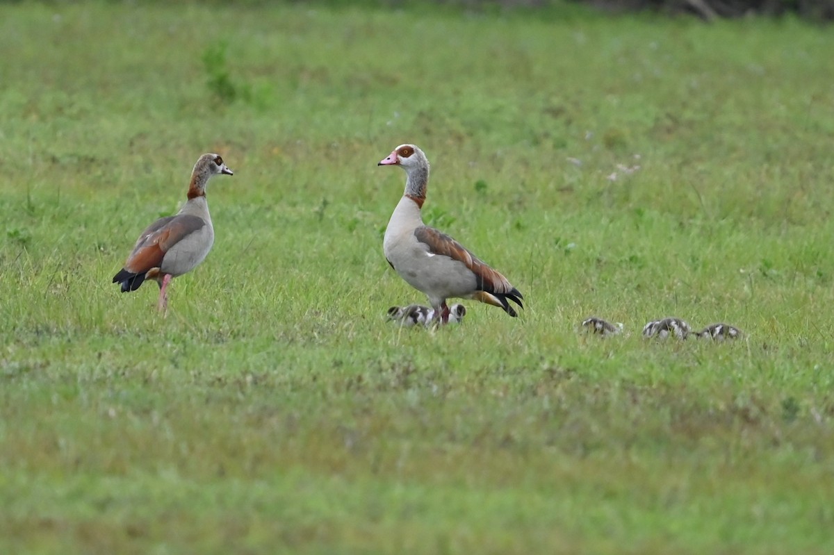 Egyptian Goose - ML632997001