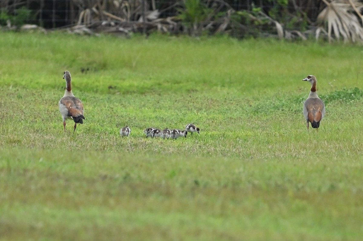 Egyptian Goose - ML632997002