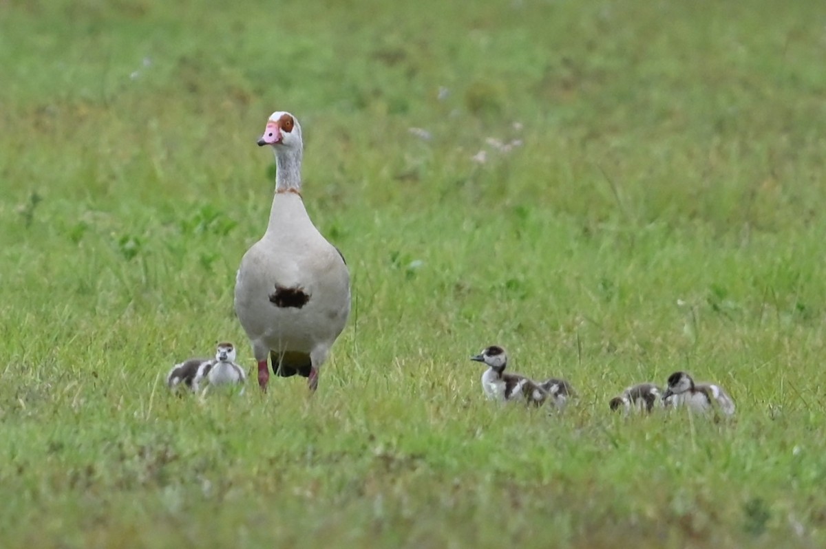 Egyptian Goose - ML632997011