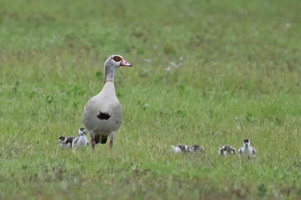 Egyptian Goose - ML632997017
