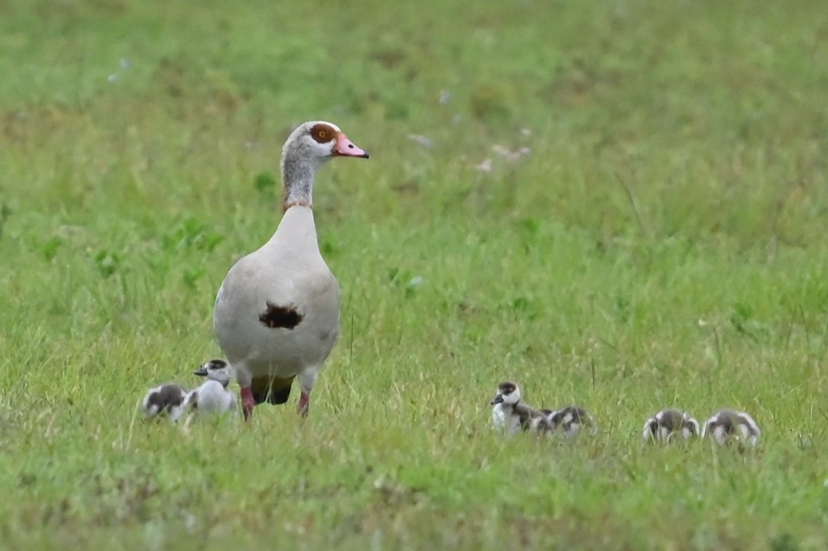 Egyptian Goose - ML632997018