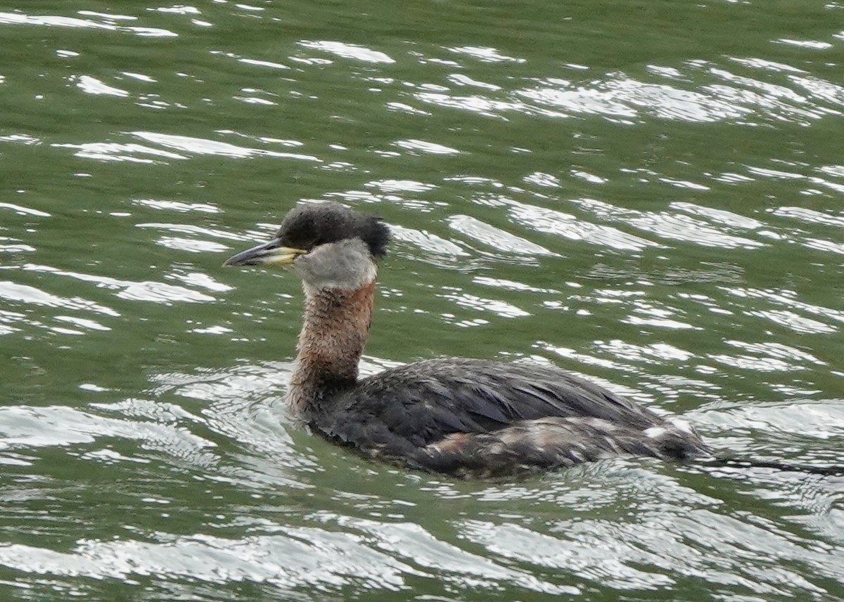 Red-necked Grebe - ML632997096