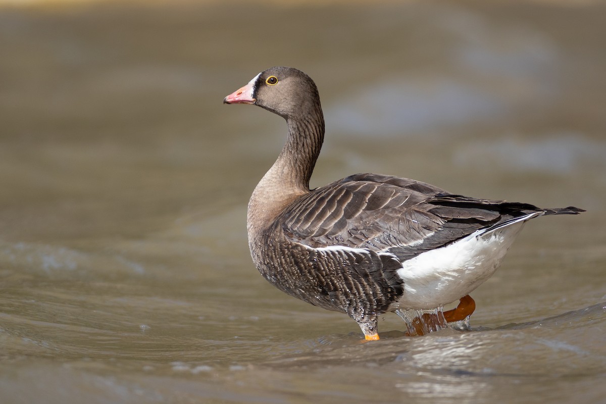 Lesser White-fronted Goose - ML632997135