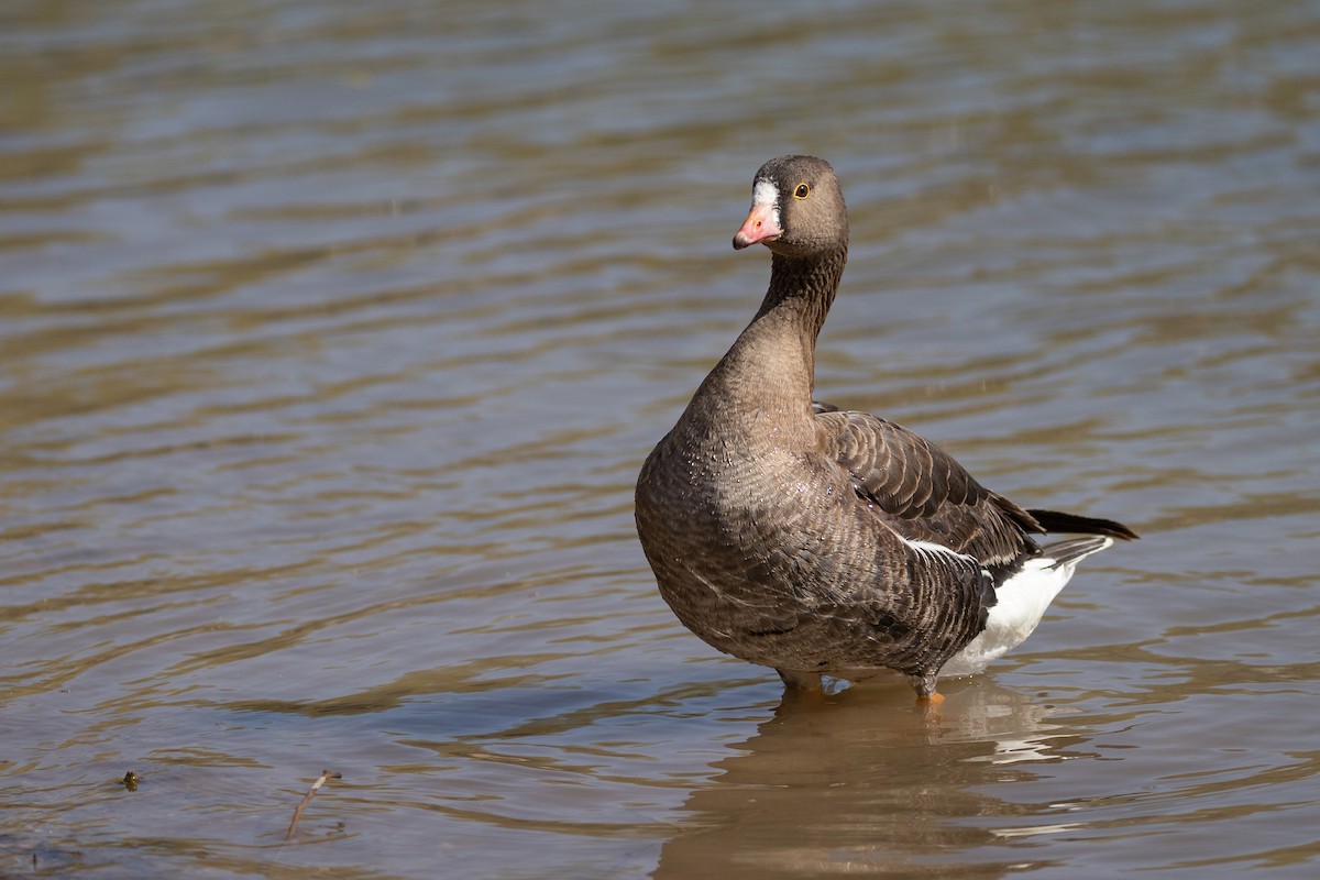 Lesser White-fronted Goose - ML632997136