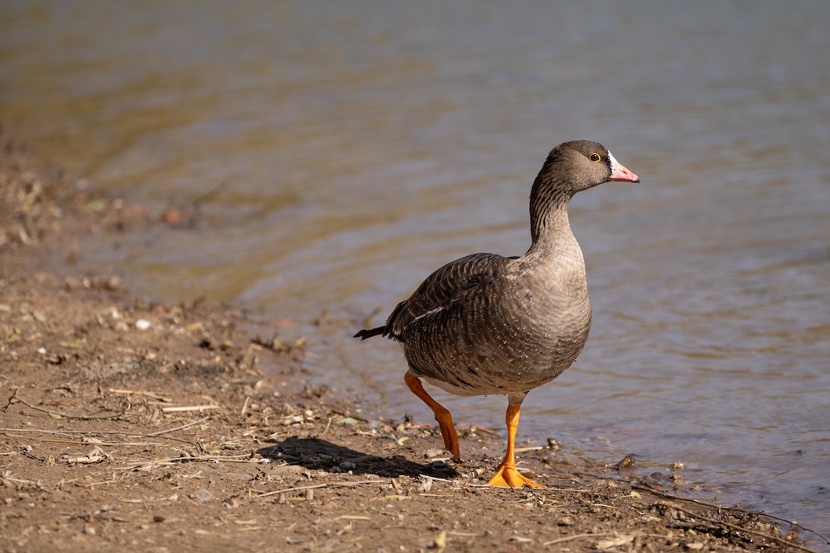 Lesser White-fronted Goose - ML632997137