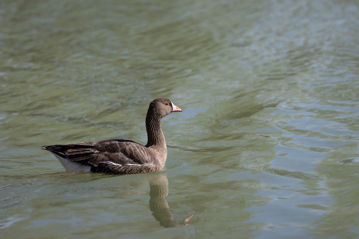 Lesser White-fronted Goose - ML632997138