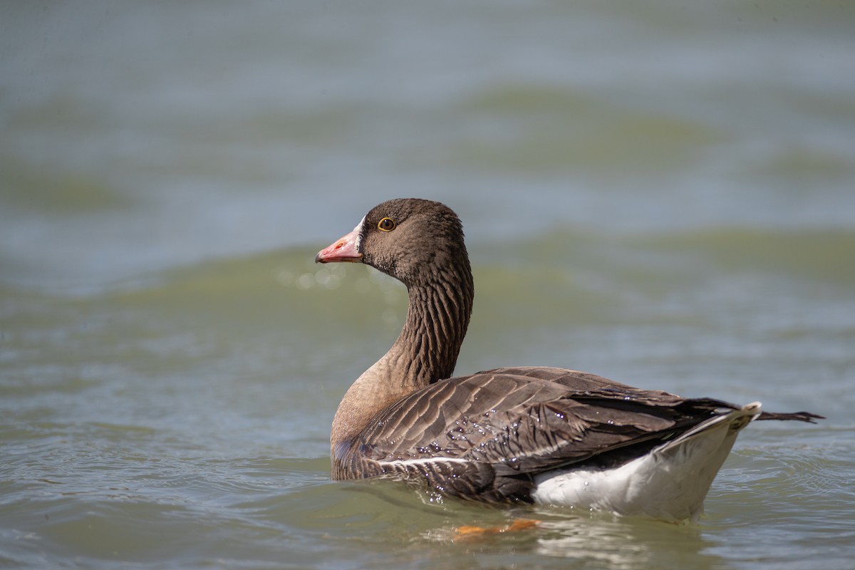 Lesser White-fronted Goose - ML632997139