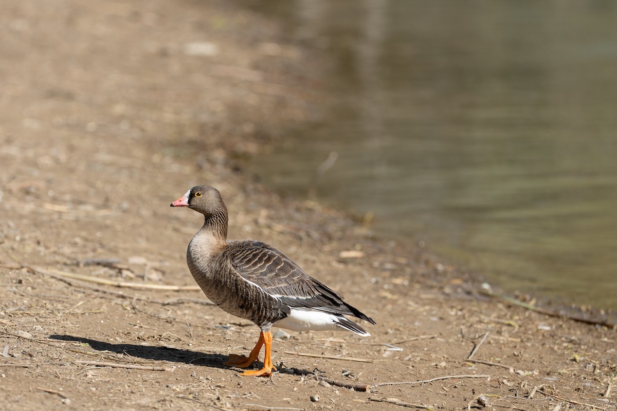 Lesser White-fronted Goose - ML632997140