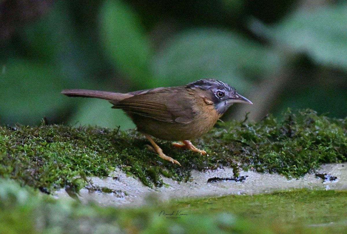 Gray-throated Babbler - ML632997195