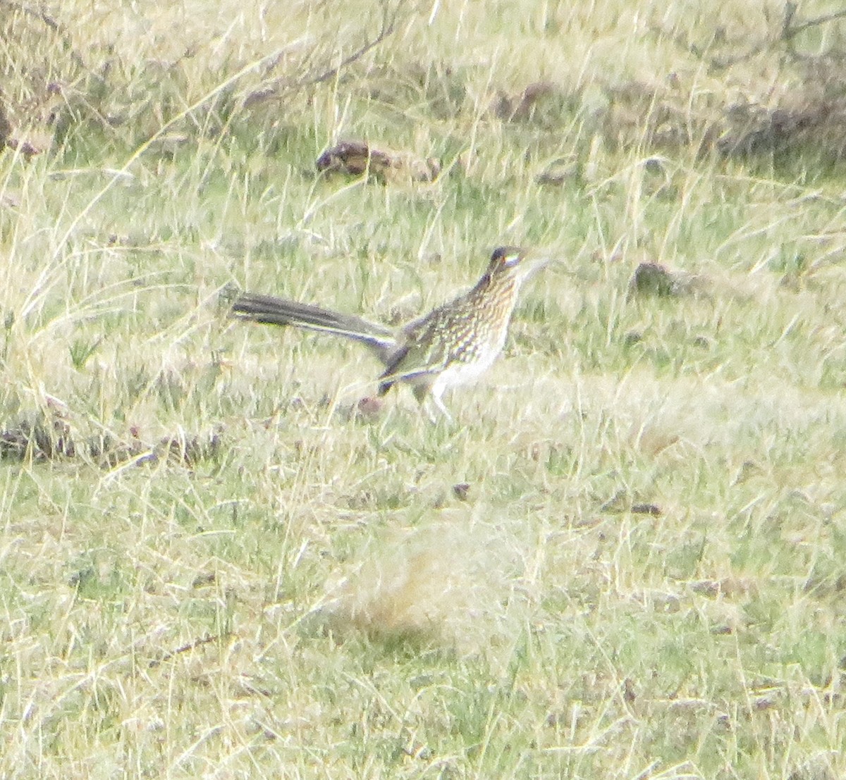 Greater Roadrunner - ML632997427