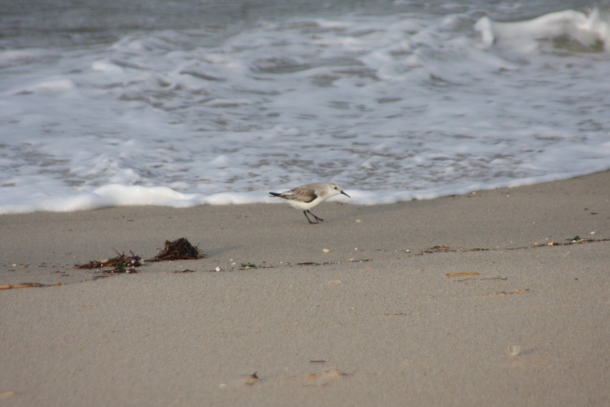 Bécasseau sanderling - ML632997478