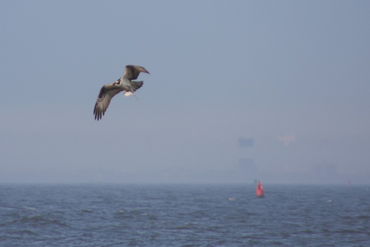 Balbuzard pêcheur - ML632997488