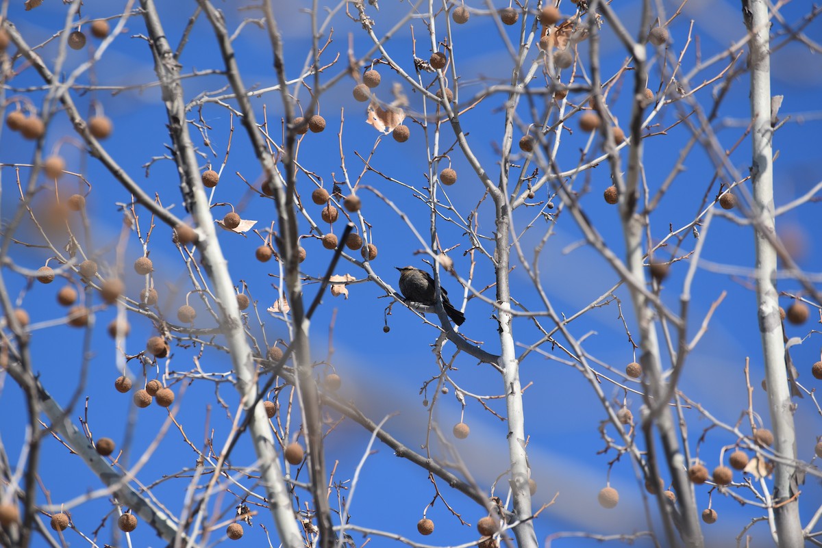 Rusty Blackbird - ML632997632