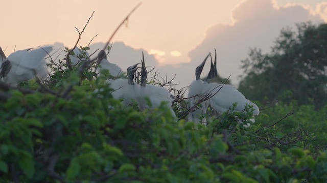 Wood Stork - ML632997660