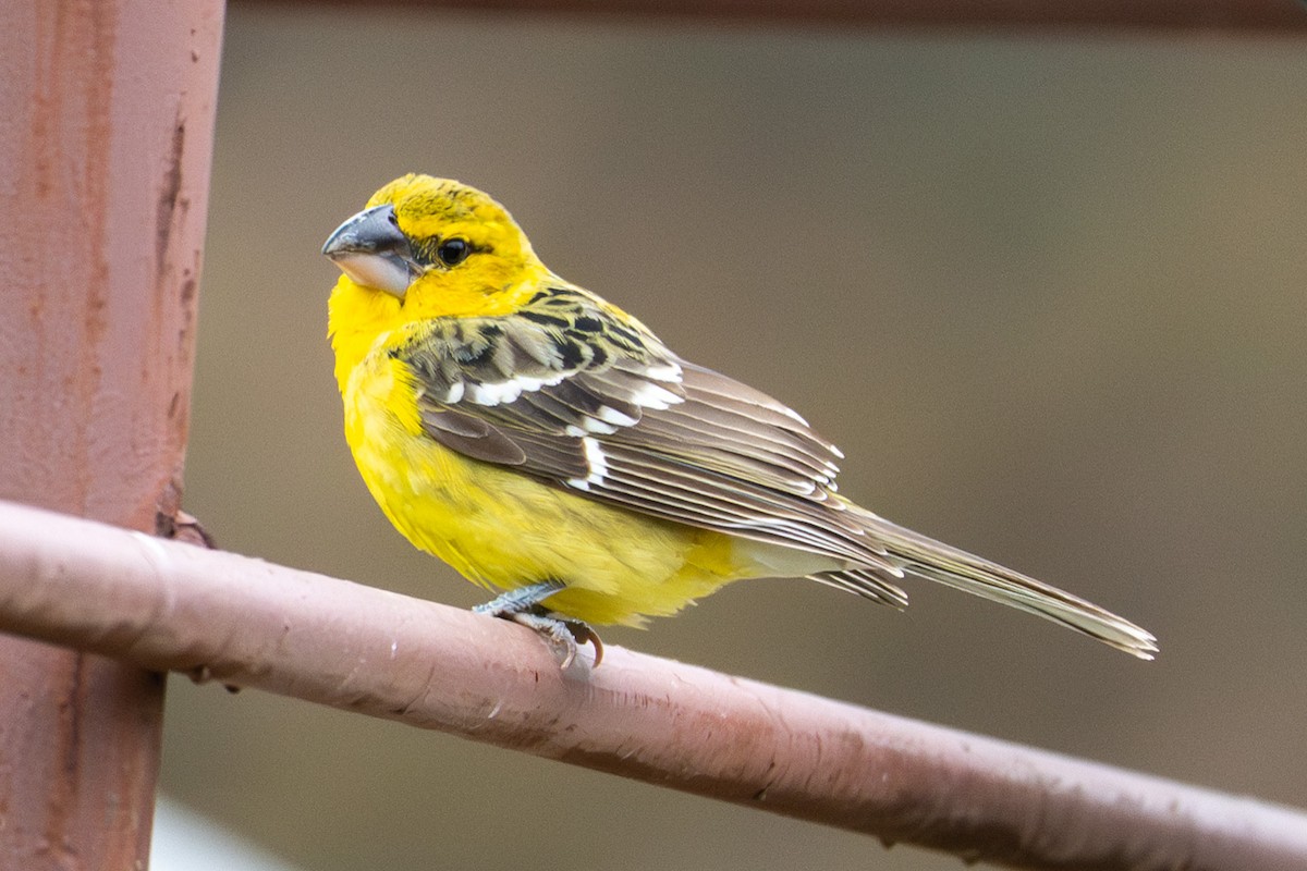 Yellow Grosbeak - ML632997716