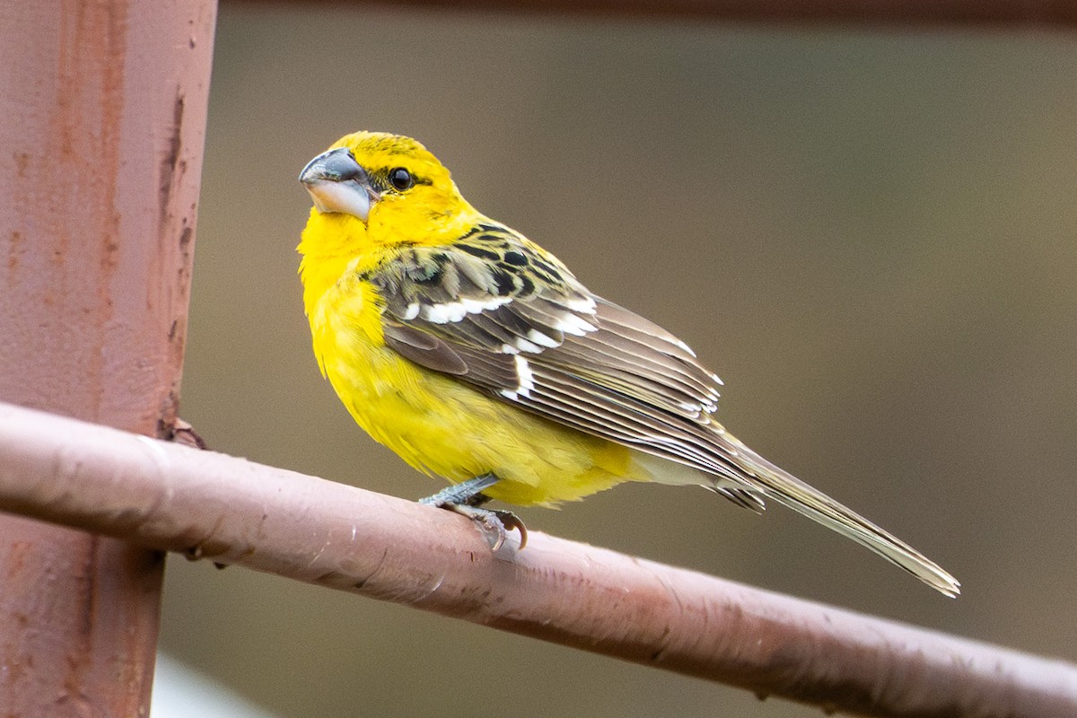 Yellow Grosbeak - ML632997718