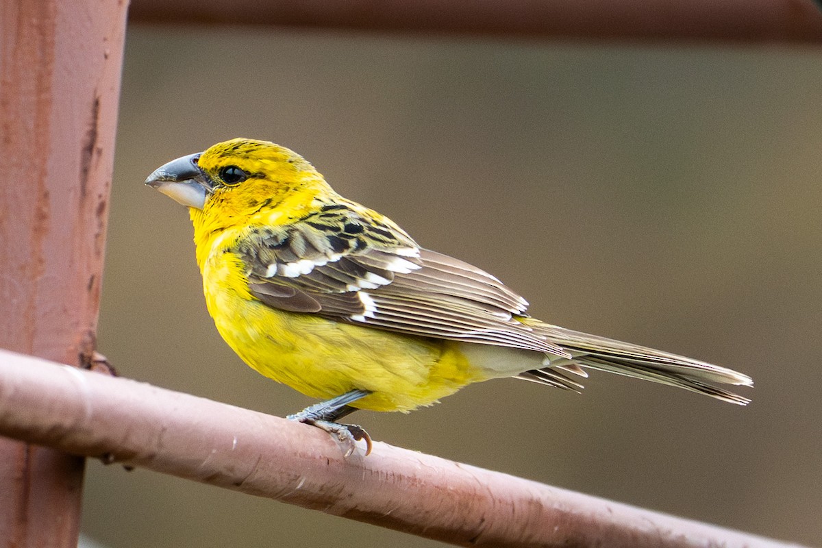Yellow Grosbeak - ML632997742