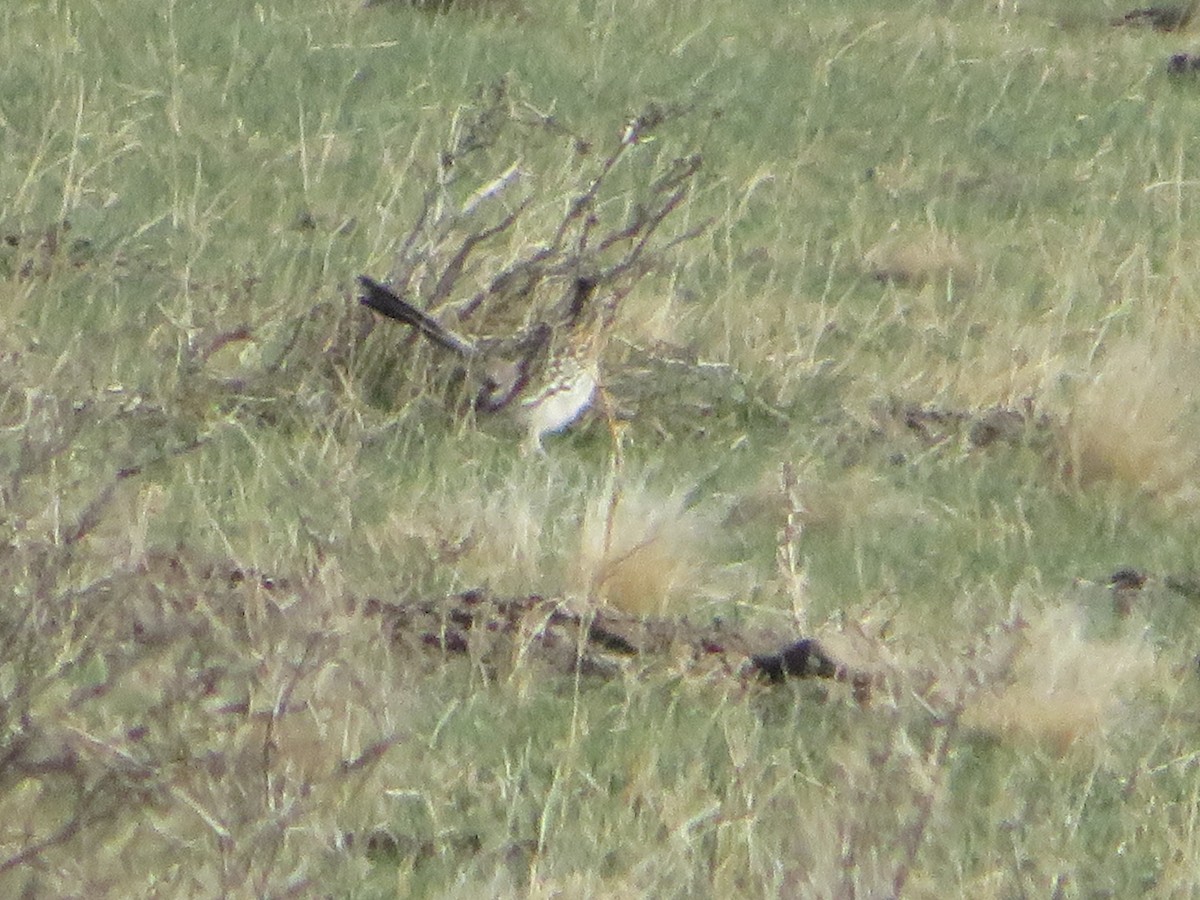 Greater Roadrunner - ML632997793