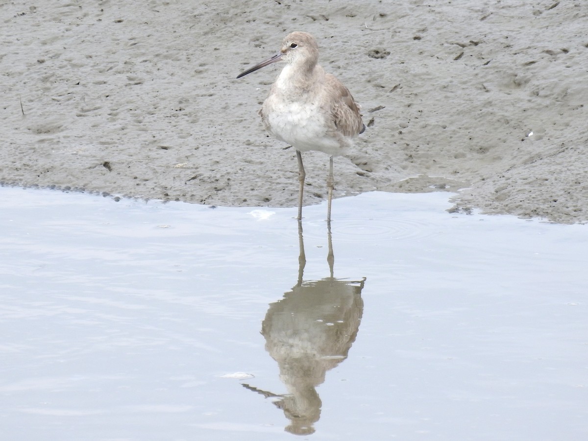 Willet - ML632997798