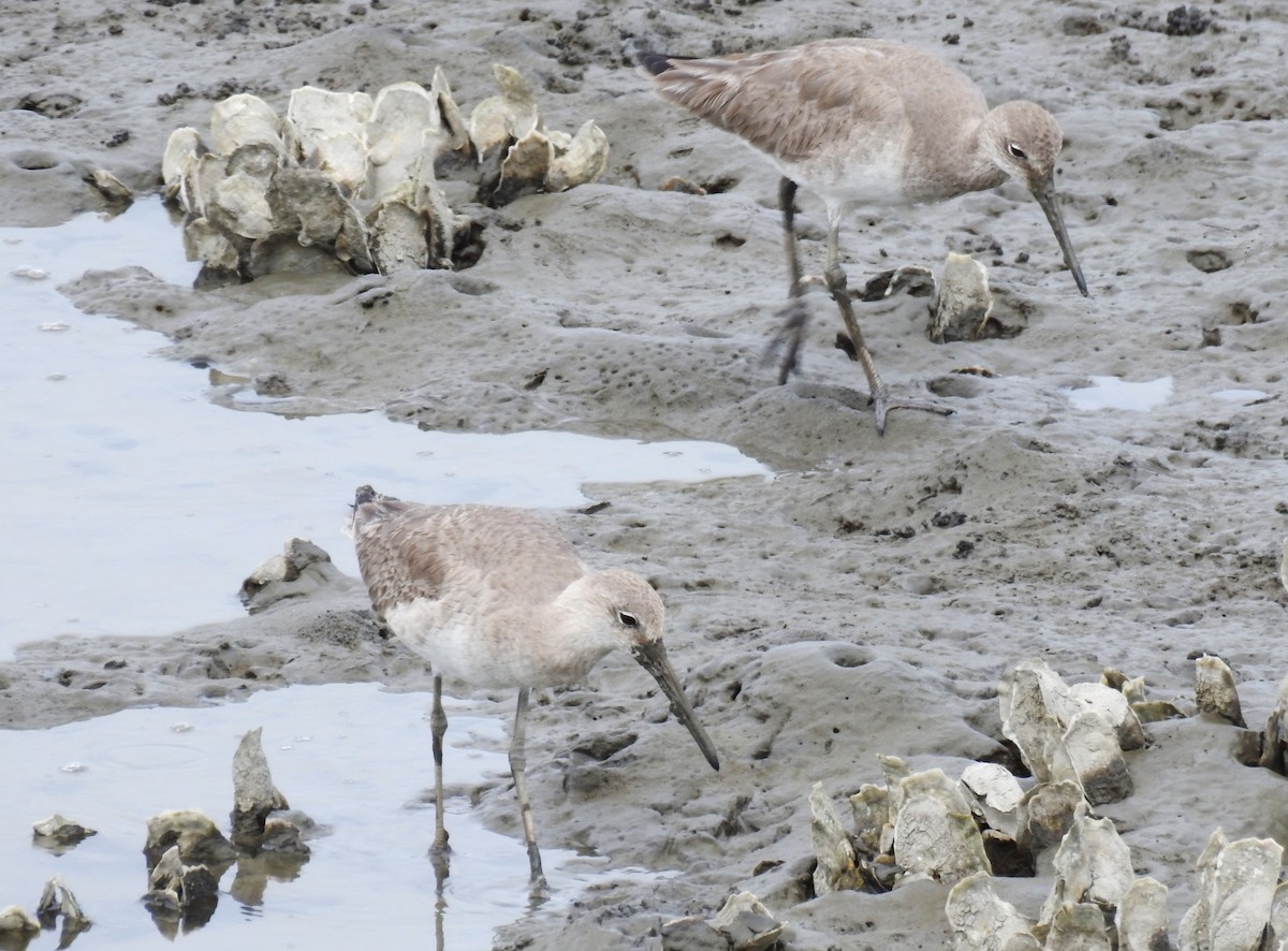 Willet - ML632997799