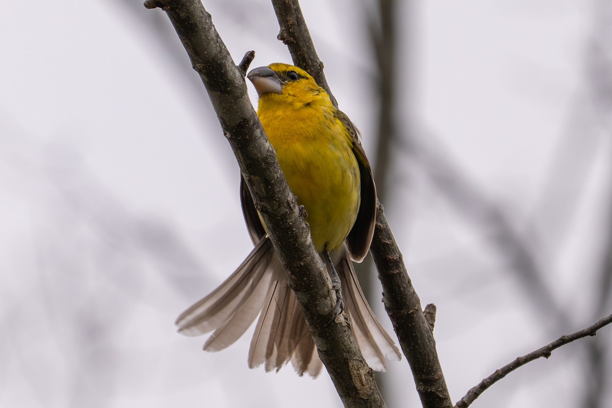 Yellow Grosbeak - ML632997826