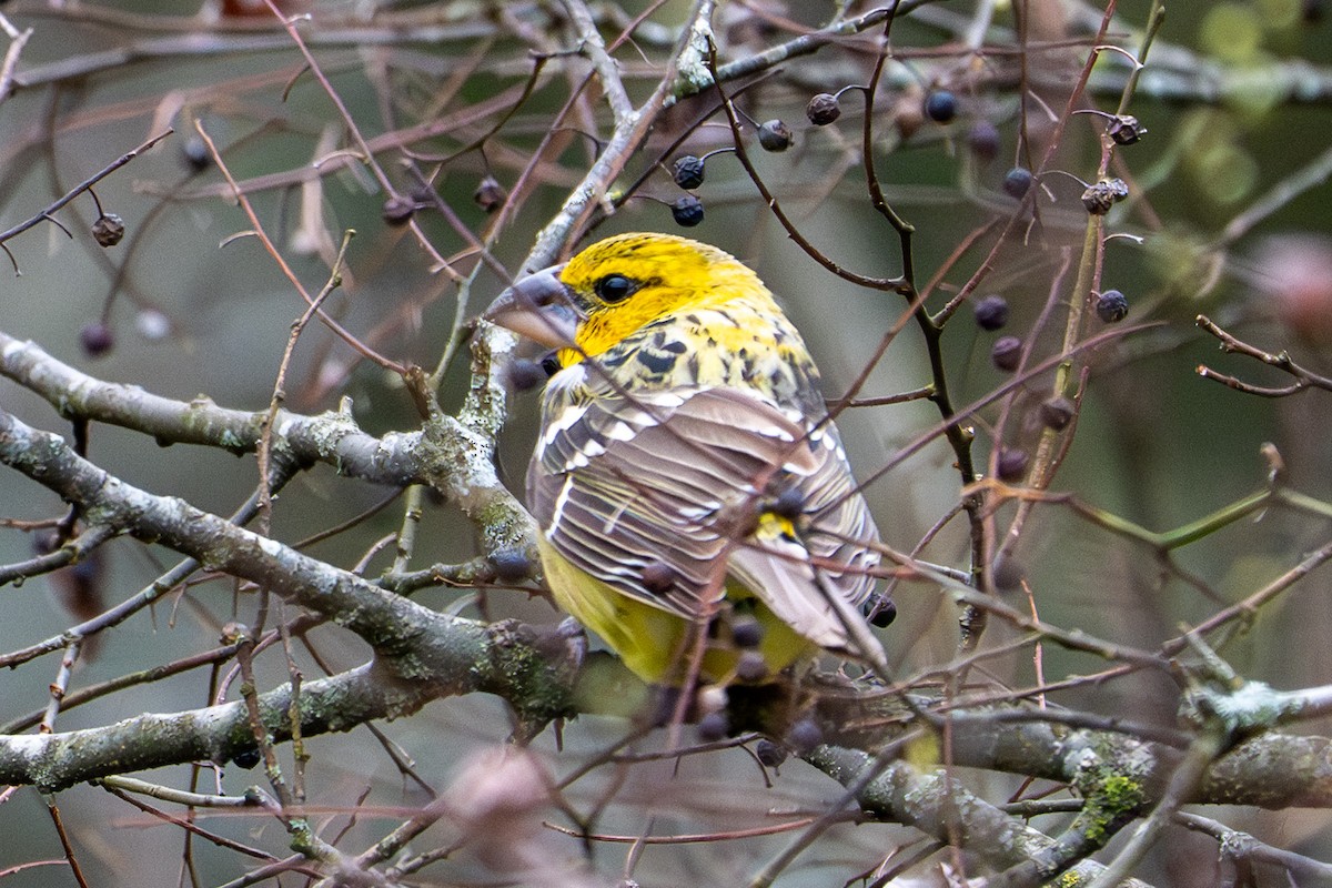 Yellow Grosbeak - ML632997827