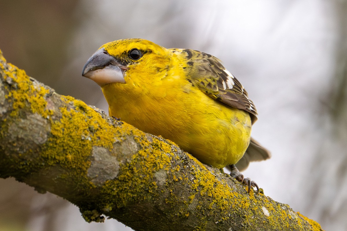 Yellow Grosbeak - ML632997828
