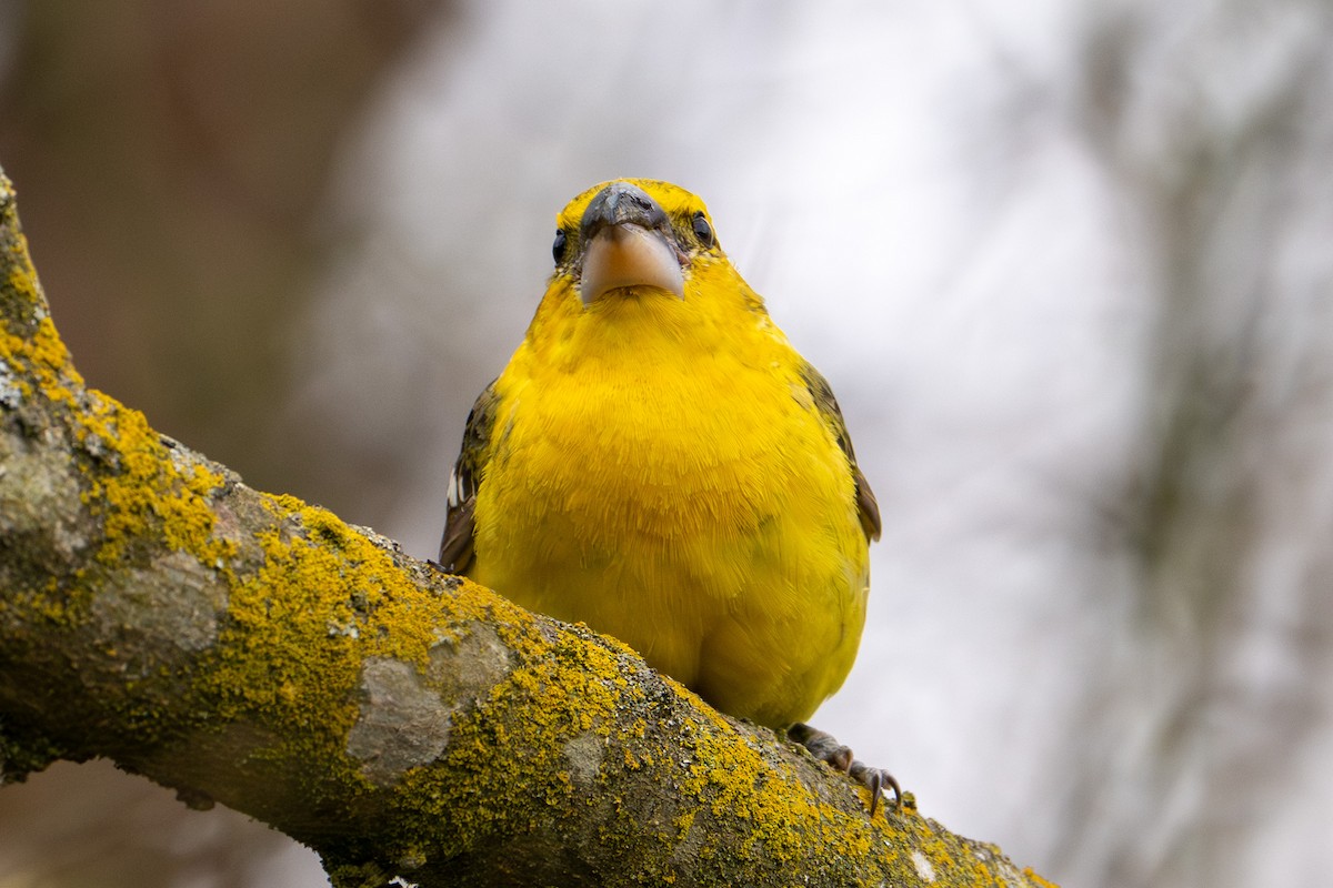 Yellow Grosbeak - ML632997829