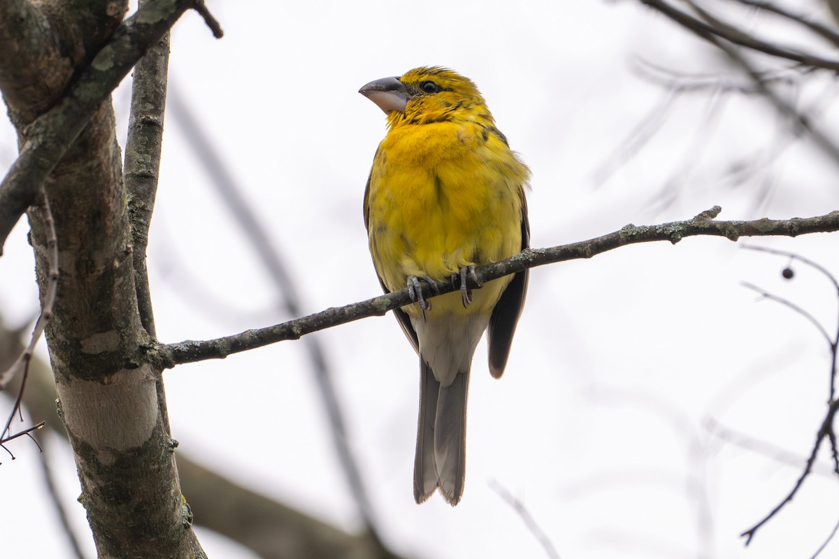 Yellow Grosbeak - ML632997830