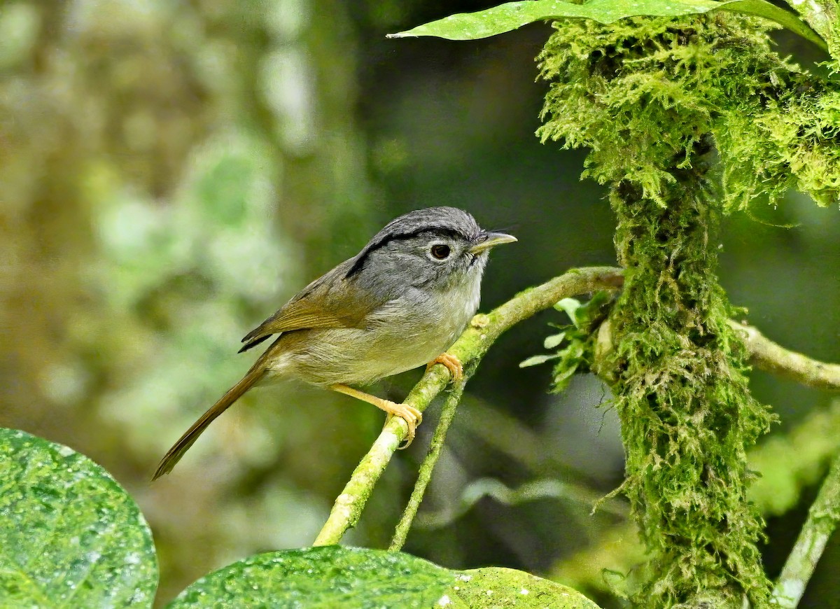 Mountain Fulvetta - ML632997841
