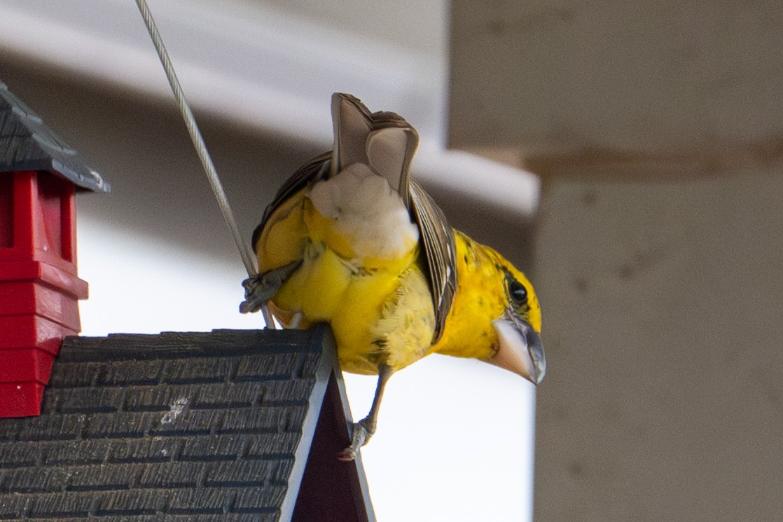 Yellow Grosbeak - ML632997842