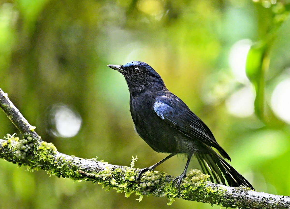 White-tailed Robin - ML632997850