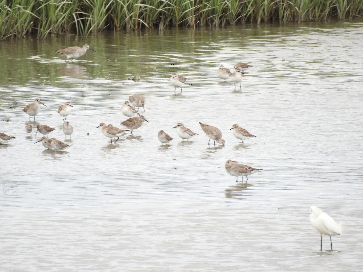 Black-bellied Plover - ML632997897