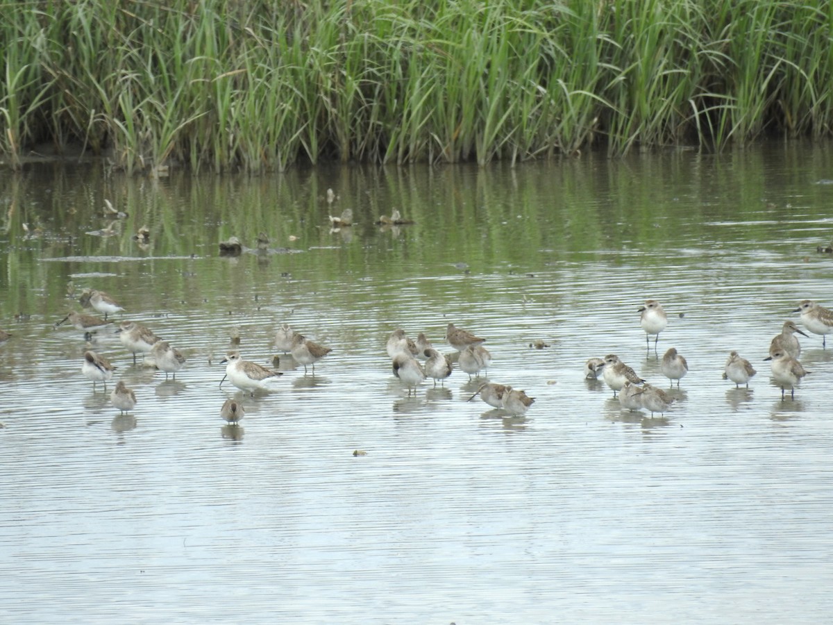 Black-bellied Plover - ML632997898