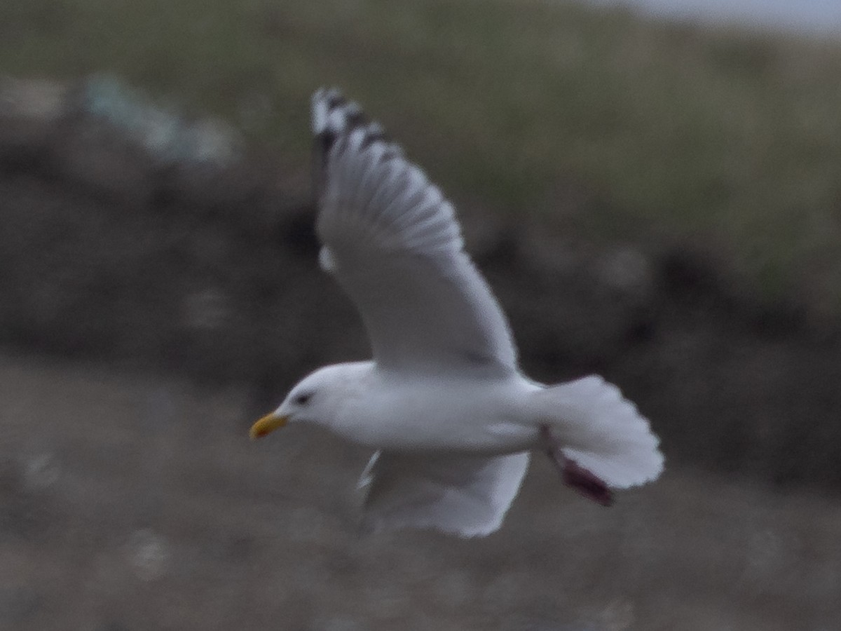 Iceland Gull (Thayer's) - ML632998004