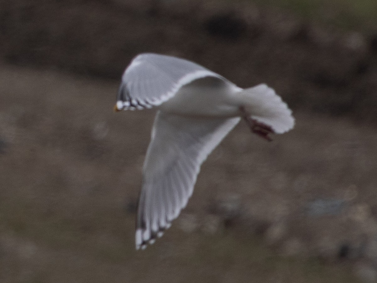 Iceland Gull (Thayer's) - ML632998006