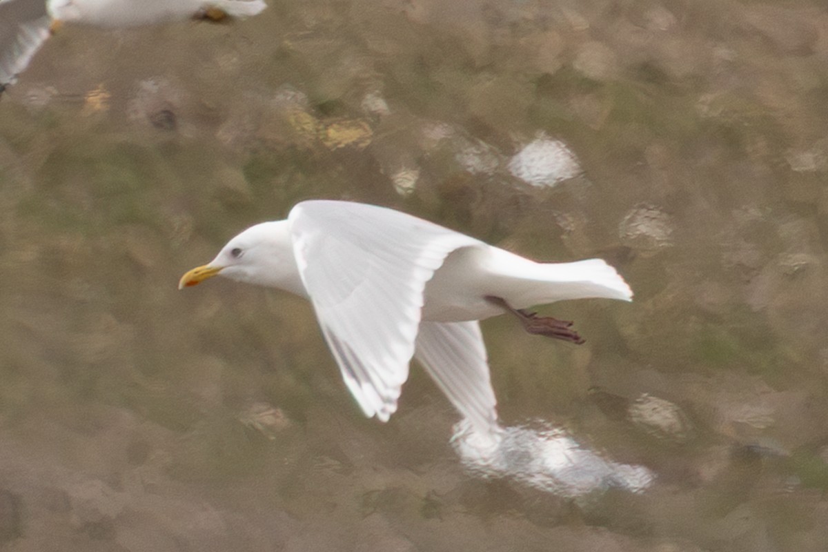Iceland Gull (Thayer's) - ML632998012